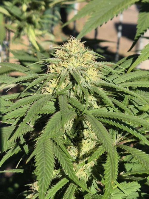 Fruit Spirit. Week 19