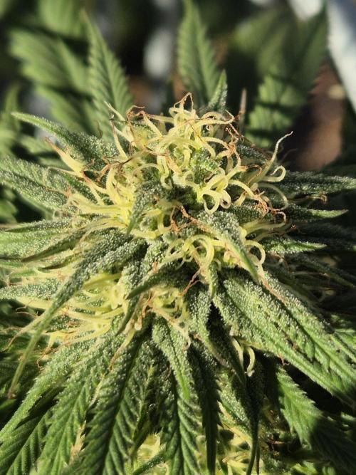 Fruit Spirit RQS. Week 19