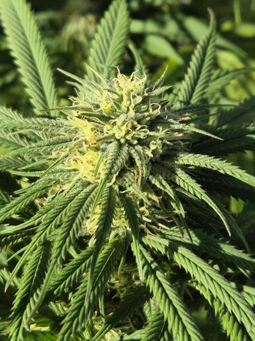 Fruit Spirit RQS. Week 19