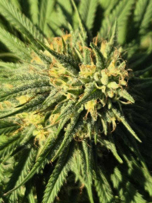 Fruit Spirit RQS. Week 20