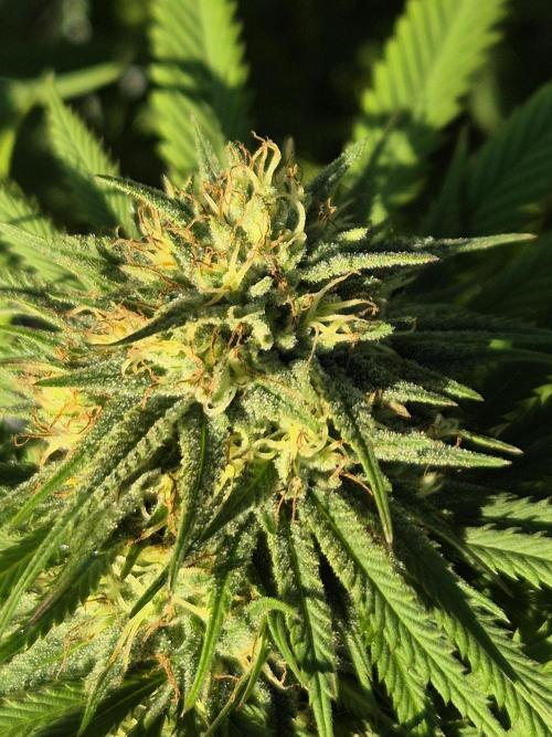 Fruit Spirit RQS. Week 20