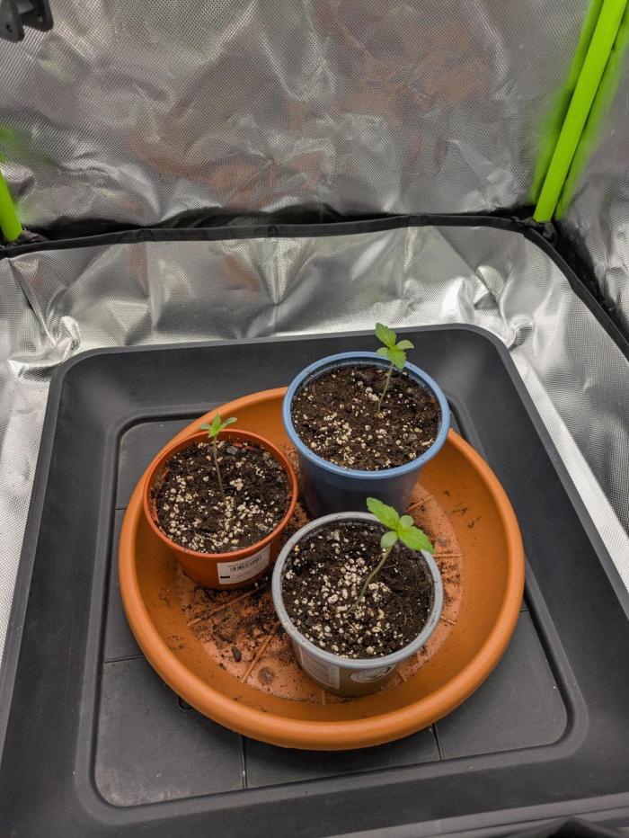 Choco Haze&Royal Gorilla&Bruce Banner3. Week 0