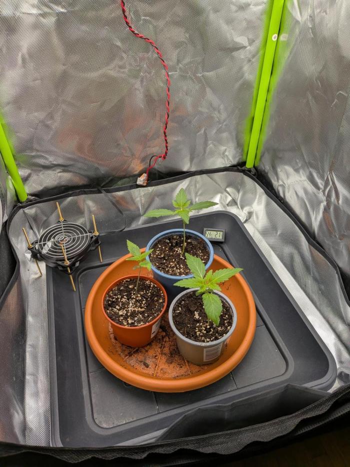 Choco Haze&Royal Gorilla&Bruce Banner3. Week 1