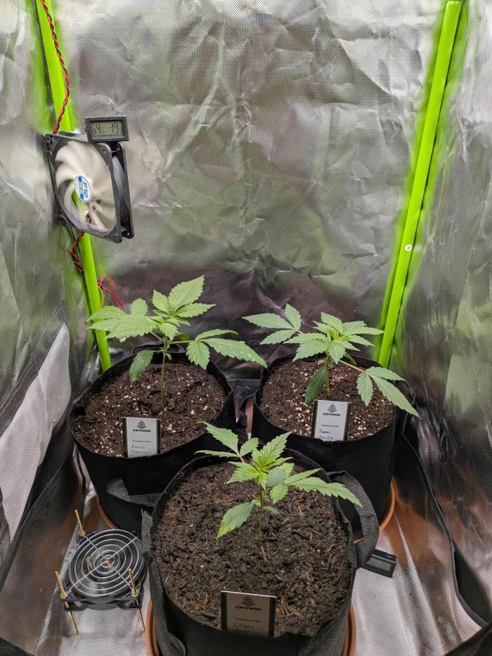 Choco Haze&Royal Gorilla&Bruce Banner3. Week 3