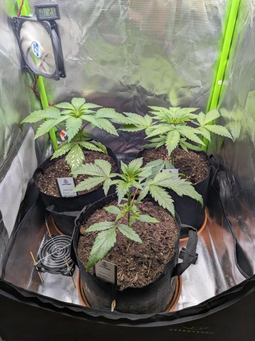 Choco Haze&Royal Gorilla&Bruce Banner3. Week 5 - Vor dem Topping.