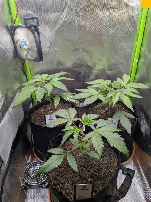 Choco Haze&Royal Gorilla&Bruce Banner3. Week 5 - Nach dem Topping.