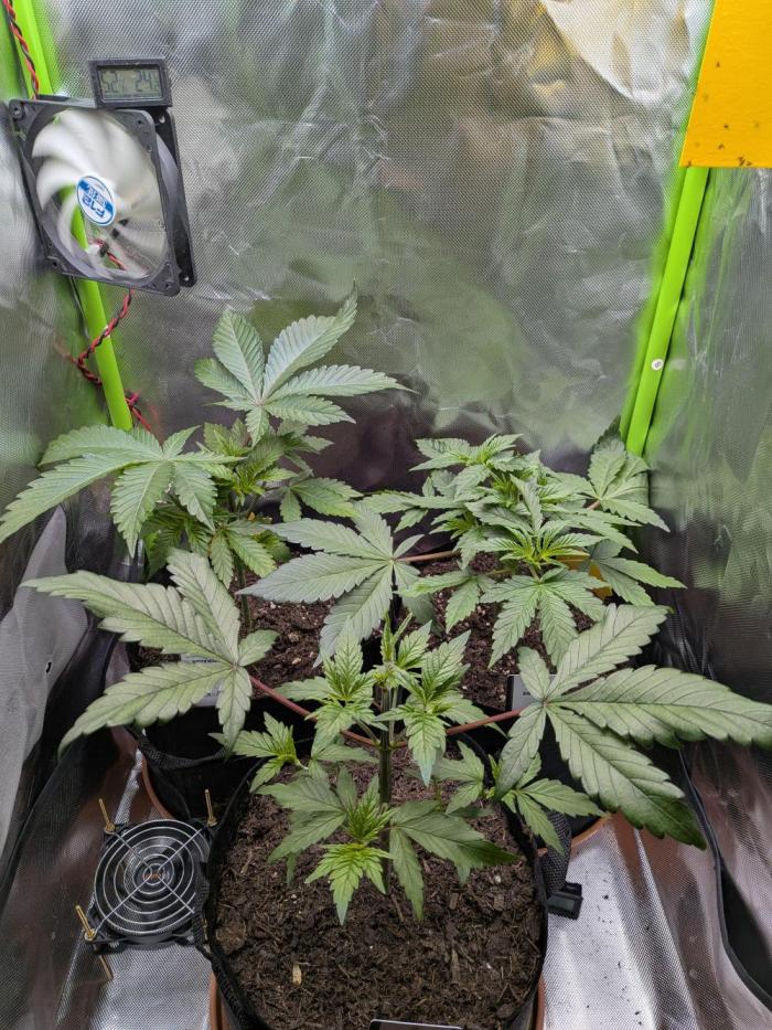 Choco Haze&Royal Gorilla&Bruce Banner3. Week 6