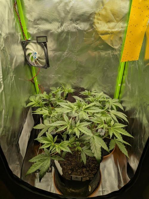 Choco Haze&Royal Gorilla&Bruce Banner3. Week 6