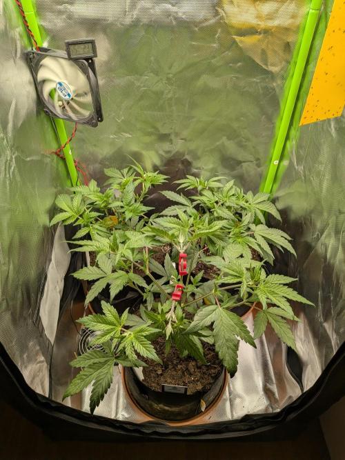 Choco Haze&Royal Gorilla&Bruce Banner3. Week 6