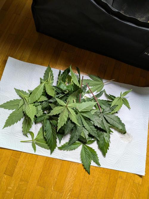 Choco Haze&Royal Gorilla&Bruce Banner3. Week 6