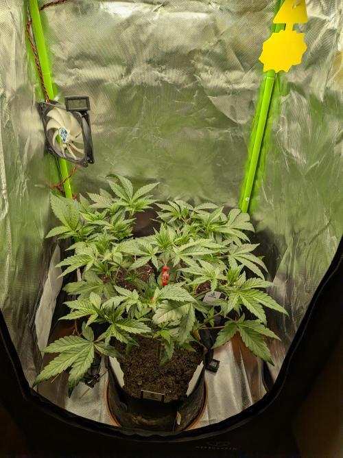 Choco Haze&Royal Gorilla&Bruce Banner3. Week 6