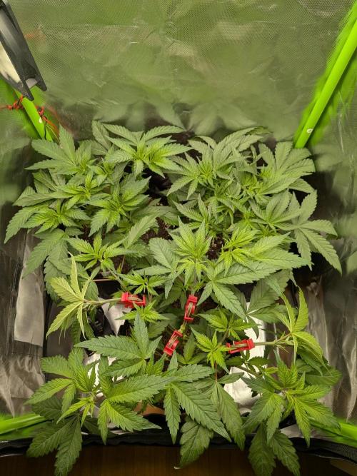 Choco Haze&Royal Gorilla&Bruce Banner3. Week 7