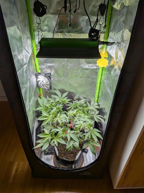 Choco Haze&Royal Gorilla&Bruce Banner3. Week 7