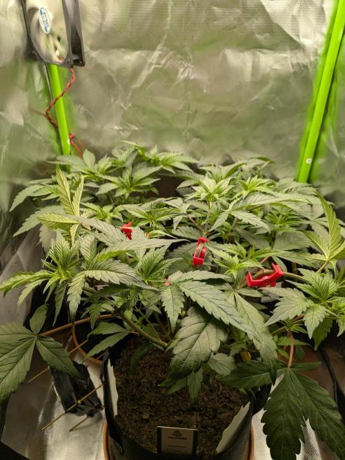 Choco Haze&Royal Gorilla&Bruce Banner3. Week 7