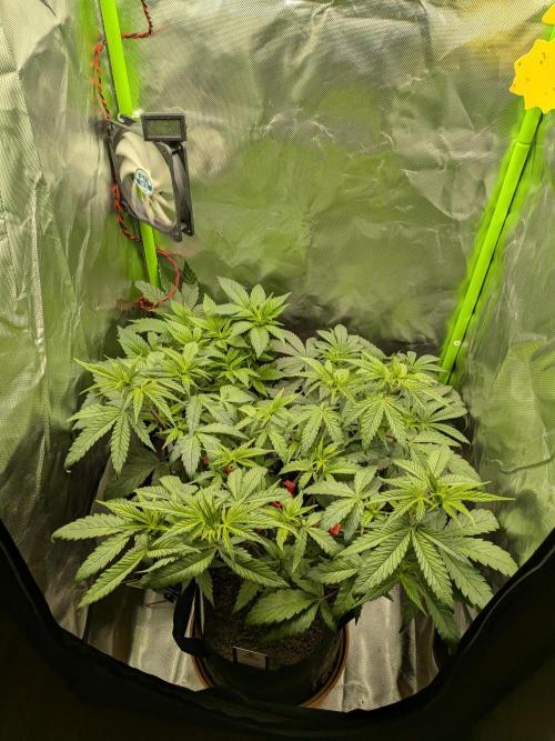 Choco Haze&Royal Gorilla&Bruce Banner3. Week 8