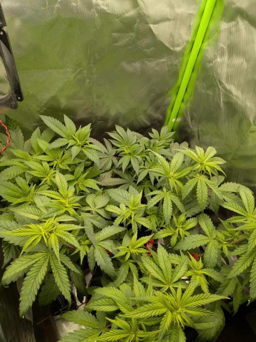 Choco Haze&Royal Gorilla&Bruce Banner3. Week 8