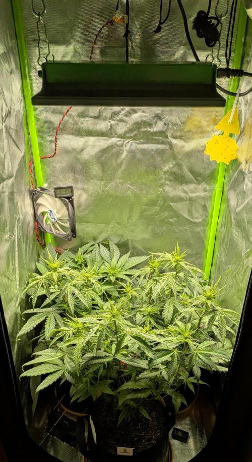 Choco Haze&Royal Gorilla&Bruce Banner3. Week 9