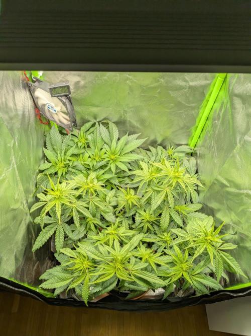 Choco Haze&Royal Gorilla&Bruce Banner3. Week 9