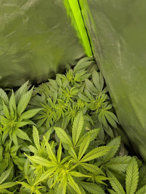 Choco Haze&Royal Gorilla&Bruce Banner3. Week 9 - Royal Gorilla 