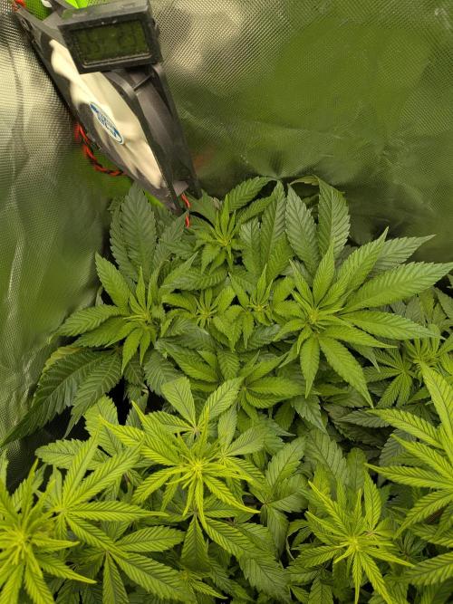 Choco Haze&Royal Gorilla&Bruce Banner3. Week 9 - Bruce Banner3 