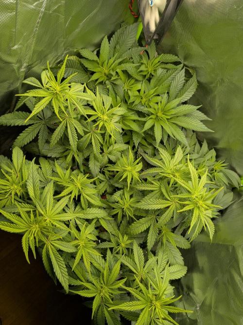 Choco Haze&Royal Gorilla&Bruce Banner3. Week 9 - Choco Haze 