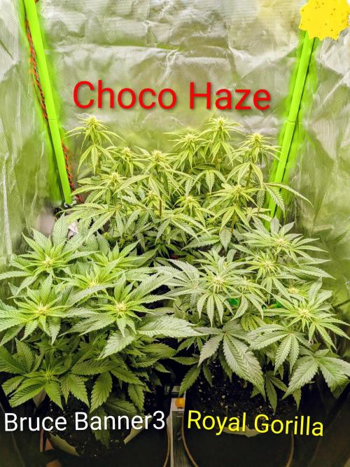 Choco Haze&Royal Gorilla&Bruce Banner3. Week 10