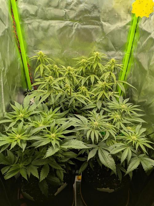 Choco Haze&Royal Gorilla&Bruce Banner3. Week 10