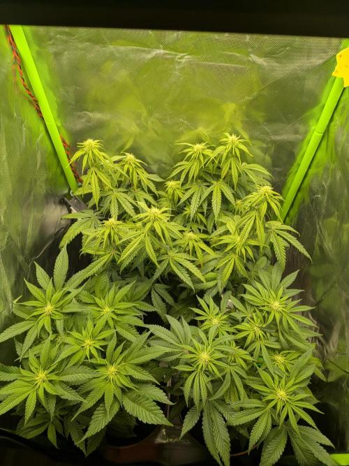 Choco Haze&Royal Gorilla&Bruce Banner3. Week 10