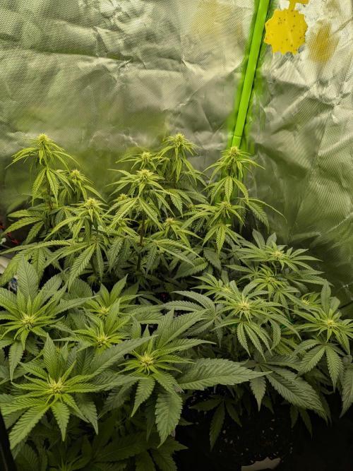 Choco Haze&Royal Gorilla&Bruce Banner3. Week 10