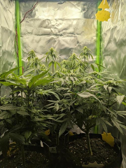 Choco Haze&Royal Gorilla&Bruce Banner3. Week 10