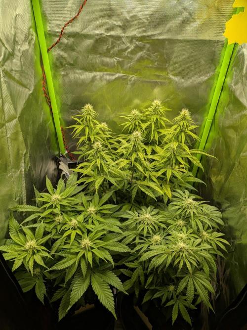 Choco Haze&Royal Gorilla&Bruce Banner3. Week 11