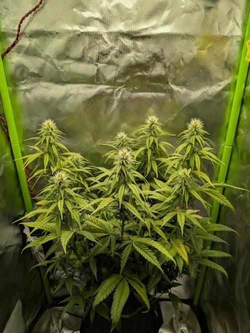 Choco Haze&Royal Gorilla&Bruce Banner3. Week 11