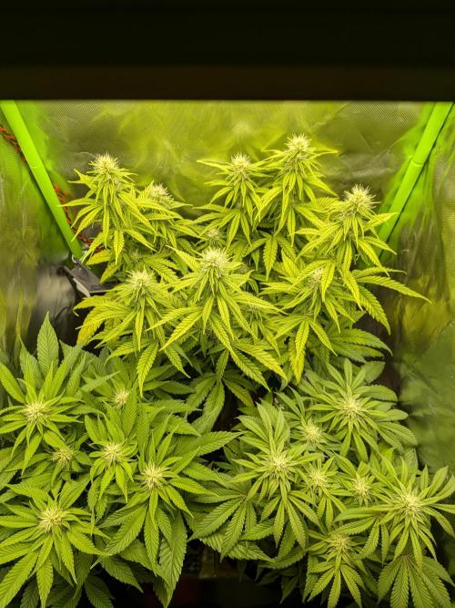 Choco Haze&Royal Gorilla&Bruce Banner3. Week 11