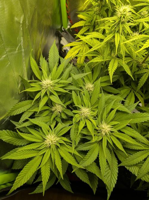 Choco Haze&Royal Gorilla&Bruce Banner3. Week 11