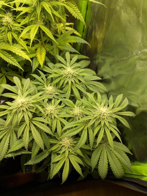 Choco Haze&Royal Gorilla&Bruce Banner3. Week 11