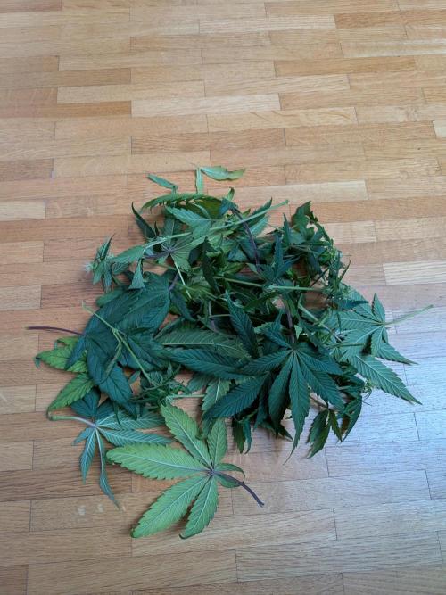 Choco Haze&Royal Gorilla&Bruce Banner3. Week 11