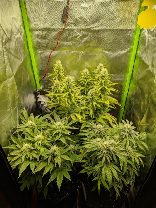 Choco Haze&Royal Gorilla&Bruce Banner3. Week 12