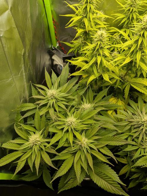 Choco Haze&Royal Gorilla&Bruce Banner3. Week 12 - Bruce Banner3 