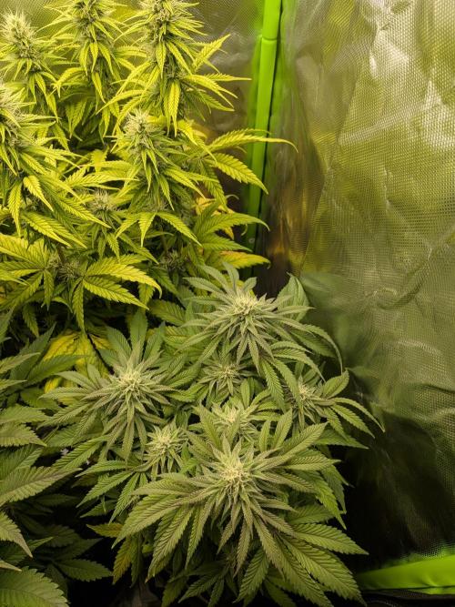 Choco Haze&Royal Gorilla&Bruce Banner3. Week 12 - Royal Gorilla 