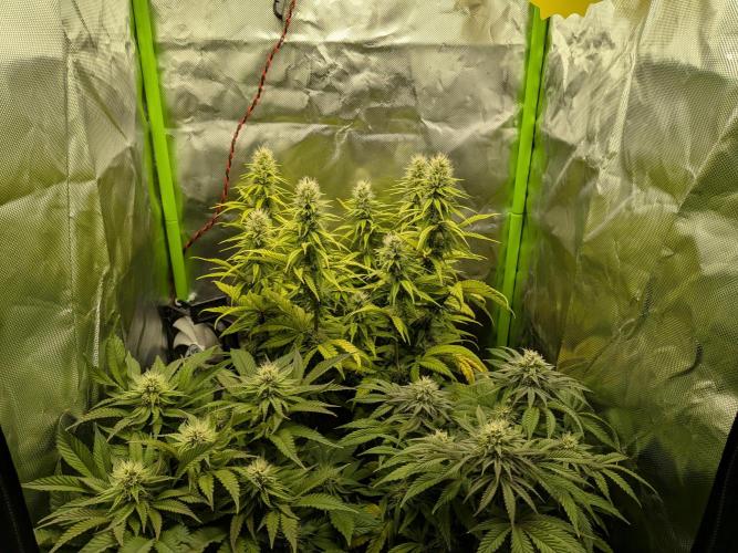 Choco Haze&Royal Gorilla&Bruce Banner3. Week 12