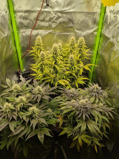 Choco Haze&Royal Gorilla&Bruce Banner3. Week 13