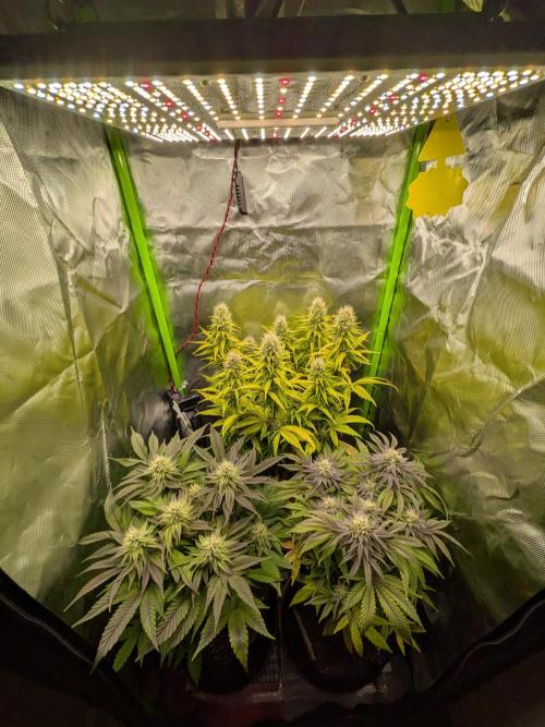 Choco Haze&Royal Gorilla&Bruce Banner3. Week 13