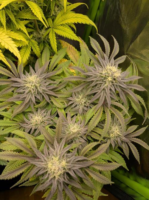 Choco Haze&Royal Gorilla&Bruce Banner3. Week 13