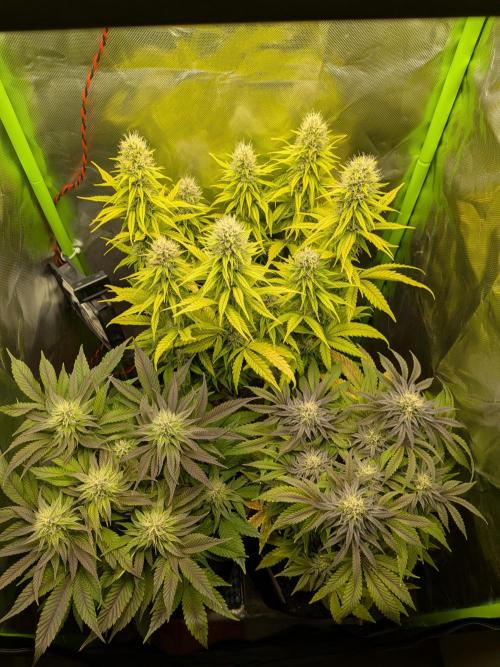 Choco Haze&Royal Gorilla&Bruce Banner3. Week 13