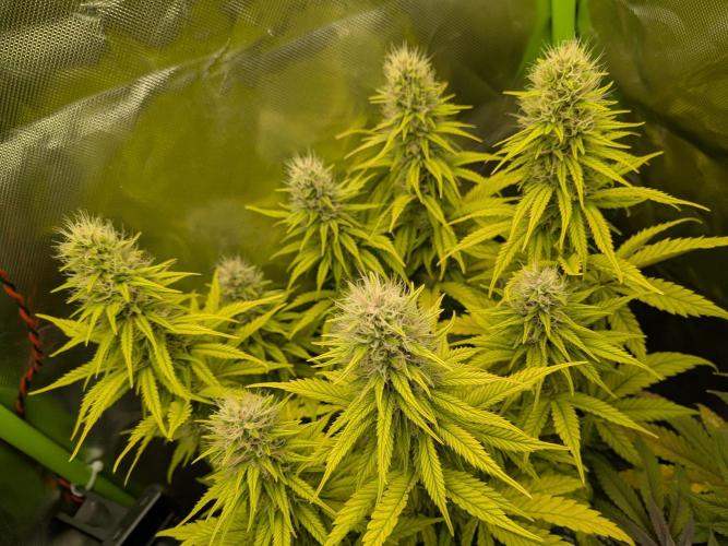 Choco Haze&Royal Gorilla&Bruce Banner3. Week 13