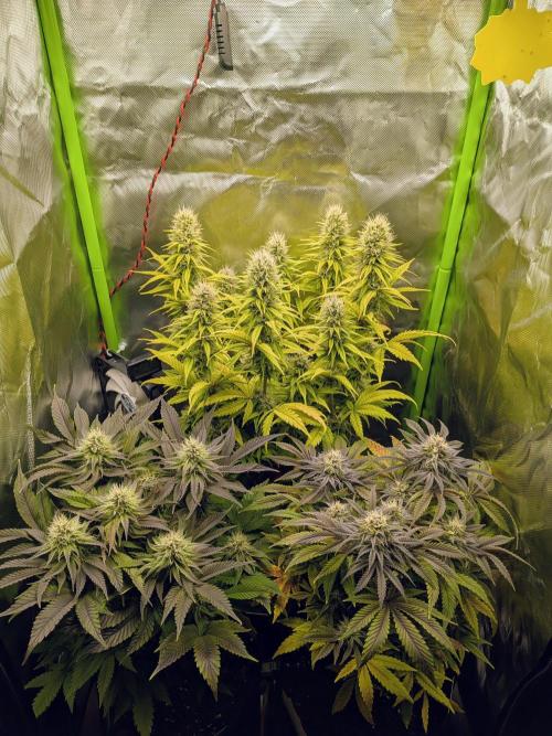 Choco Haze&Royal Gorilla&Bruce Banner3. Week 13