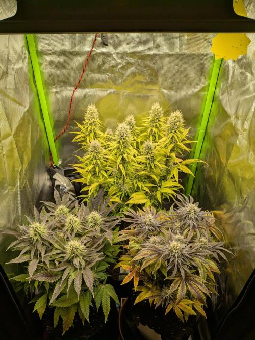 Choco Haze&Royal Gorilla&Bruce Banner3. Week 14