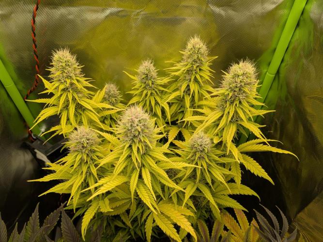 Choco Haze&Royal Gorilla&Bruce Banner3. Week 14