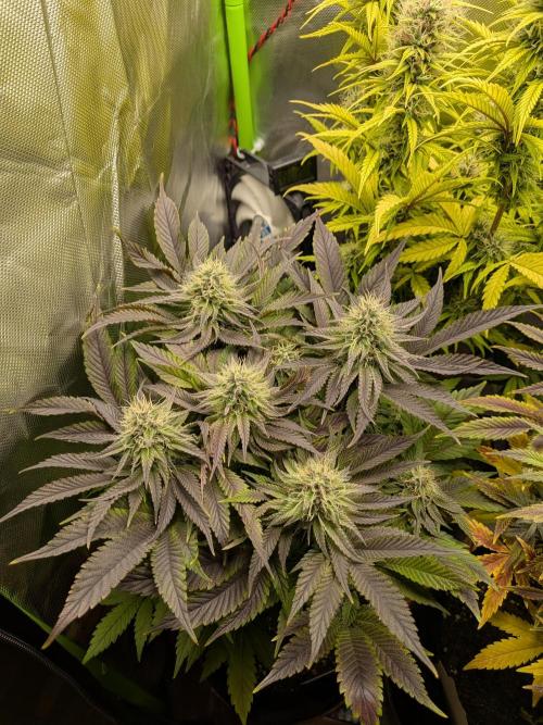 Choco Haze&Royal Gorilla&Bruce Banner3. Week 14