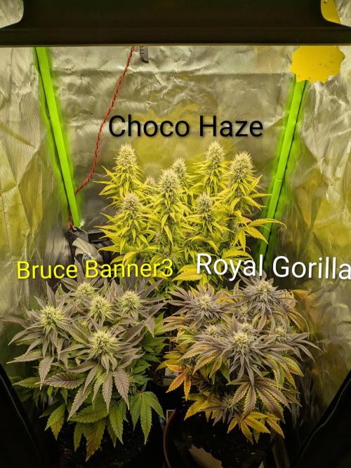 Choco Haze&Royal Gorilla&Bruce Banner3. Week 14
